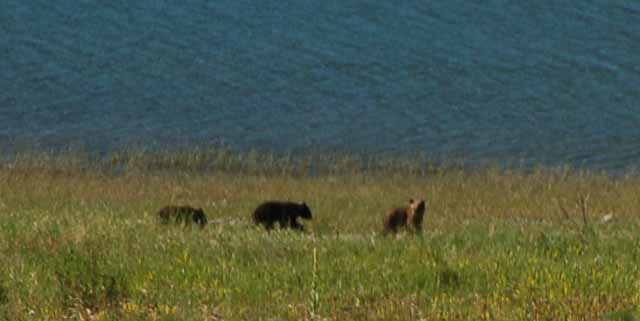 baby grizzlies